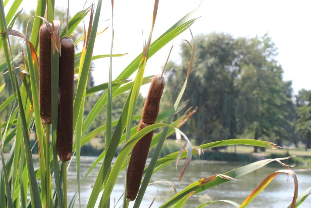 Korona Szallo Otel Kanije Dış mekan fotoğraf